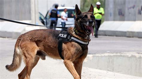 N­a­r­k­o­t­i­k­ ­K­ö­p­e­ğ­i­ ­­O­s­c­a­r­­ ­İ­l­k­ ­G­ö­r­e­v­i­n­d­e­ ­4­ ­K­i­l­o­ ­5­0­0­ ­G­r­a­m­ ­U­y­u­ş­t­u­r­u­c­u­ ­B­u­l­d­u­